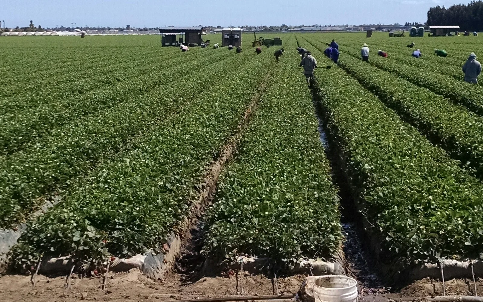 Rows of strawberry plants growing in agricultural field, representing the agricultural research and crop production in California